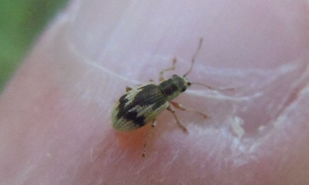 Curculionide con la freccia: Pseudomyllocerus neapolitanus